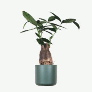 Home plants ecommerce product featured img 13